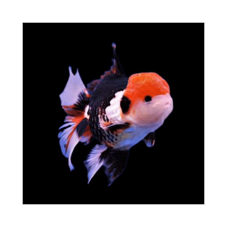 Carassius auratus l.f. oranda ballon head mix de culori - imagine 4